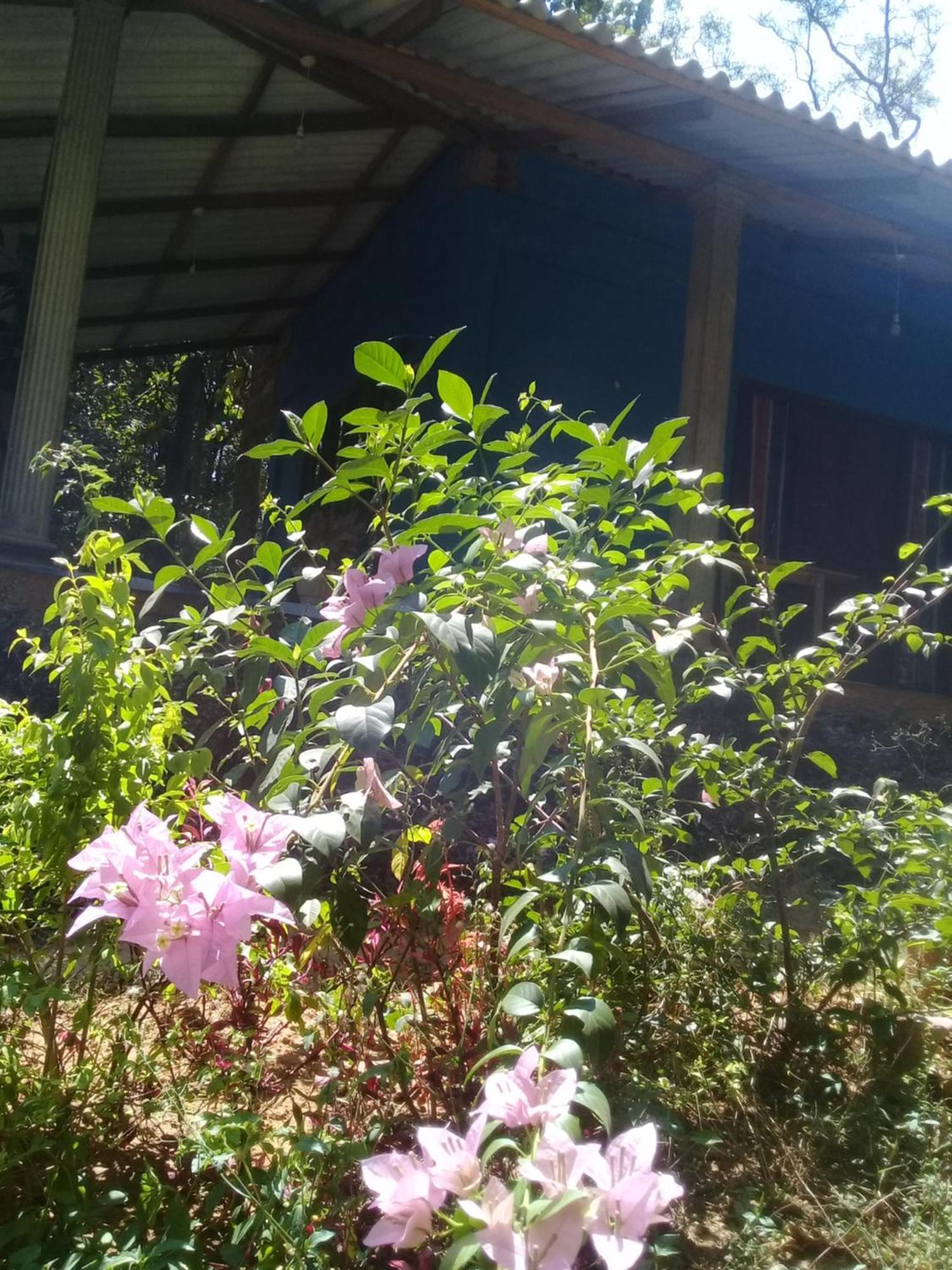 Dambulla Sun Vsh Holiday Zewnętrze zdjęcie